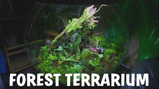 Natural Forest biOrb Terrarium Setup - Complete Guide