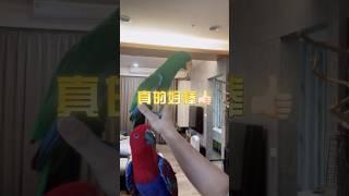 折衷鸚鵡小布丁現在飛回來都會稱讚自己！非常正面