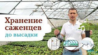 ХРАНЕНИЕ  САЖЕНЦЕВ ДО ВЫСАДКИ В ГРУНТ #садыроссии #саженцы