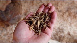 WHAT TO FEED BACKYARD CHICKENS | Egg Laying Hen Nutrition 101 | 6 Food Sources For Healthy Birds