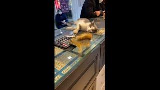 Squirrel and Cat Chilling in Jewelry Store With Owner