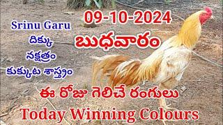 09 October 2024 Today Winning Colours#kukkutasastram  @SrinuGariFarms   @SrinuGaruSGF