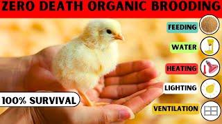 ORGANIC BROILER CHICK BROODING WITH ZERO DEATHS | 100% CHICK SURVIVAL AFTER  BROODING | TRY THIS