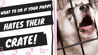 Puppy Hates Crate (How to get your puppy to love their crate)