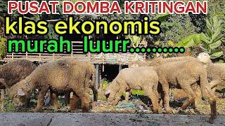 PAKETAN DOMBA BANTUR JALUR EKONOMIS MURAH BANGET WA 081555907573 ds tiron banyakan kediri jawa timur