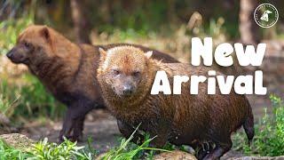 Bush Dogs arrive in new home