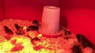 Baby Chicks Day 3