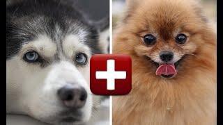 Top 10 Amazing Pomeranian Mix Breed Dogs