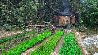 2 year living off grid in forest, gardening,harvesting jackfruit,asparagus, pineapple to market sell