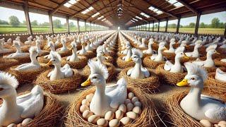 Duck Business Farm with Extremely Beautiful View - Duck Processing Factory | Farming Documentary