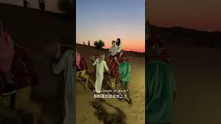 駱駝要怎麼坐地上？How camels sit down? #camel #dubai #camelriding #camelride #騎駱駝 #駱駝