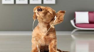 Funny Cocker Spaniel Compilation