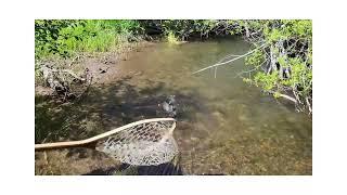 Fly Fishing on the North Fork of the Humboldt River