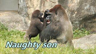 Gorilla dad D'jeeco how got along with toddler sons. /大猩猩爸爸迪亞哥如何跟調皮兒子相處