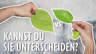 Nach diesem Video kannst du Philodendron und Efeutute (Epipremnum aureum) sicher unterscheiden!