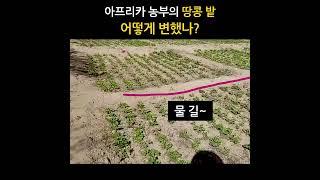 아프리카 농부의 땅콩 밭, 물은 어떻게 줄까요?  #새마을_세네갈