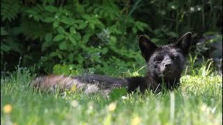 Lazy Mr. Silver Fox Lounging in the Grass.