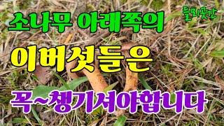 소나무 아래에서 발생하는 이버섯들은 꼭 챙기셔야합니다