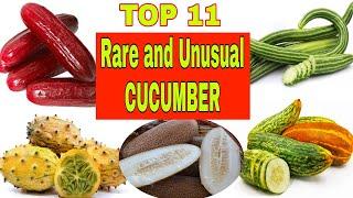 TOP 11 RARE AND UNUSUAL CUCUMBER | HISTORY | ORIGIN