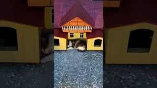 ‍⬛ #cat #cute #animals #funny #zelenogradsk #travel #kitty #love #nature #zoo