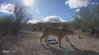 December Bobcat Activity