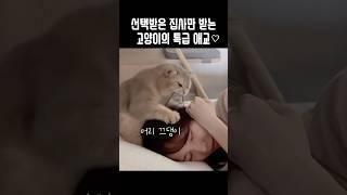 선택받은 집사만 받는 고양이의 특급 애교