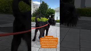 Інструкція першої прогулянки цуцика #puppy