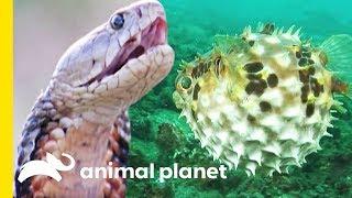 A Deep Dive In Dramatic Defenses | Animal Bites with Dave Salmoni