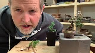 Bonsaify | Wiring Juniper Cuttings to Make Mame Bonsai