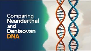 Comparing Neanderthal and Denisovan DNA: Evolutionary Legacy, Genetic Influence & Survival