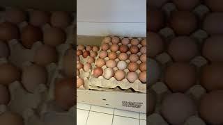 Знижки АТБ Яйця Курячі #ukraine #like #атб #ціни #знижки #акции #ціниатб #subscribe #яйца #скидки