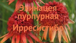 Эхинацея пурпурная Ирресистибл  обзор: как сажать, саженцы эхинацеи Ирресистибл