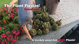 Finding FREE Plants Every Week! |The Plant Pirates Episode #41