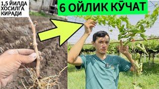 Узум подвойга улангандаги натижа