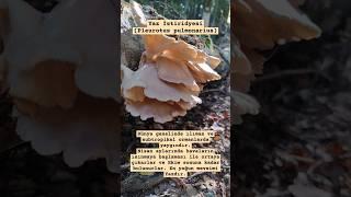 Yaz İstiridyesi (Pleurotus pulmonarius)İstiridye mantarı,#istiridyemantarı ,#doğalmantar,#çanakkale