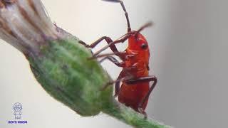 Red Grass beetle drink honey in flower.