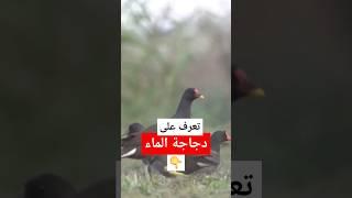 دجاجة الماء اكثر الطيور حذرا #نوافذ_برية #الحياة_البرية #طيور