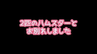 2匹のハムスターとお別れしました～ジャンガリアンハムスター