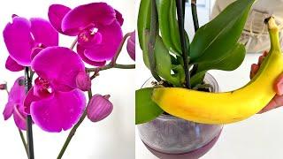  Do it with your orchid! The orchid will bloom like crazy