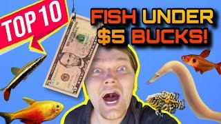 10 Fish, Under $5 DOLLARS! - Affordable Fish with BIG Personality & Color!