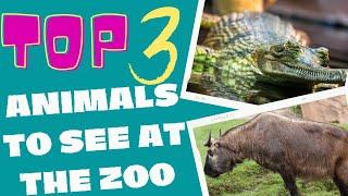 Top 3 Animals to See at Paignton Zoo! Day Out at Paignton Zoo