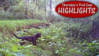 It's a JUNGLE Out There: Thursday's Trail Cam Highlights 9.19.24