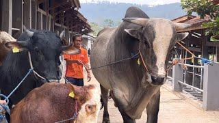 3 SAPI RAKSASA LEMBU BENGGOLO MENUJU REDOR FARM 