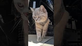 проверка автомобиля важнее всего) #котдальнобой
