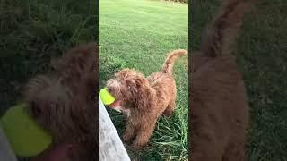  #cavoodle #puppy #australia