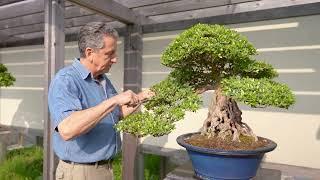 The Bonsai Garden Collection at Matthaei Botanical Gardens