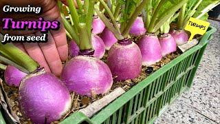 Step by Step Growing Turnips from Seed to Harvest