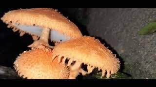 Cyptotrama asprata (golden-scruffy collybia or spiny woodknight)