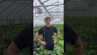 Growing cucumbers in a heated greenhouse! #organic #cucumbers #farming