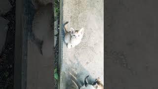 My cutie pai  #youtubeshorts #Cat #viralvideo #foryou